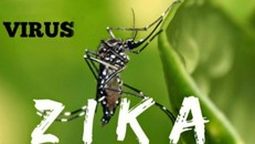Zika vẫn là thách thức y tế nhưng không còn là sự kiện khẩn cấp gây quan ngại quốc tế