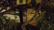 Hai cành lớn chắn ngang vỉa hè