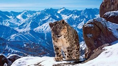 Nguy cơ tuyệt chủng từ biến đổi khí hậu