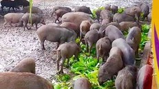 Sau khi đặt nuôi, người mua chỉ việc ngồi nhà mở camera theo dõi quá trình ăn uống. 