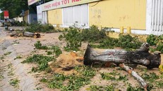 Hàng loạt cây viết trồng trên 20 năm ở Sóc Trăng bị "khai tử" ngày 29/11. 