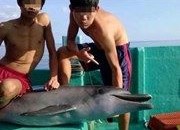 Phản đối xâm hại cá heo