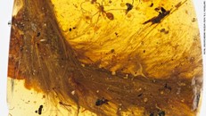 Mảnh hổ phách được cho là chứa đuôi khủng long. Ảnh: CNN.