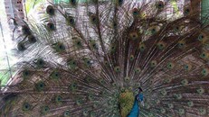 Chim Công của có bộ lông rất dài và đẹp.