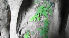 Dương xỉ hang động mọc ở điều kiện thiếu sáng