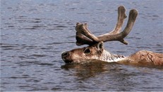 Bầy tuần lộc phải đối diện nhiều nguy hiểm hơn khi bơi qua sông. Ảnh: Thinkstock.