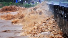 7 người đu nhánh tre, cây bạch đàn chống chọi lũ dữ