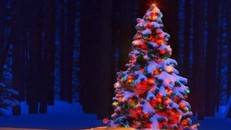 Trang trí Noel, giám đốc doanh nghiệp rơi xuống đất tử vong