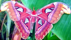 Bướm có thân hình rất dài, sải cánh lớn đến vài chục cm.