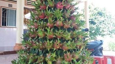 Thanh long cảnh giá rẻ, muốn mua phải đặt trước cả tháng