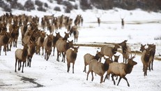 Một đàn nai sừng ở bang Washington. Ảnh: Seattle Times. 