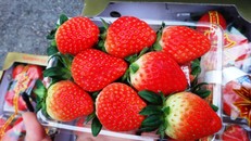 Trái đồng đều, màu sắp đẹp mắt lại có vị ngọt đậm đà nên dâu tây Hàn về Việt Nam được ưa chuộng. 