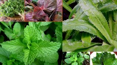 Tác dụng chữa bệnh ít biết của các loại rau thơm