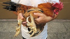 Gà 9 cựa đi từ truyền thuyết ra đời thật ở Phú Thọ. (Ảnh: VietNamnet)