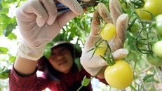 Cà chua baby, cocktail với hơn 10 loại khác nhau đang được nhiều khách hàng đặt mua do dễ ăn như trái cây