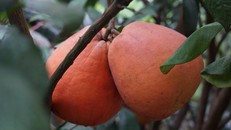 Cặp quả đẹp bưởi đỏ được khách trả giá 400.000-500.000 đồng. 