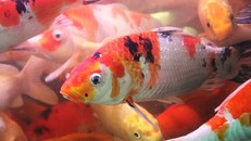 Những loại cá chép đắt tiền cũng được ưu tiên lựa chọn từ giới nhà giàu.