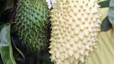 Trái mãng cầu màu vàng có giá gấp 2-3 lần so với màu xanh. 