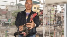 Anh Nguyễn Hoài Nam chia sẻ, chăm sóc gà chọi như chăm một đứa trẻ.