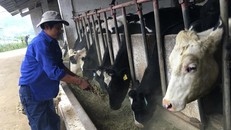 Anh Huấn bên đàn bò sữa của gia đình .