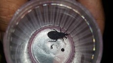 Bọ xít hút máu người được người dân quận 7, TP.HCM phát hiện.