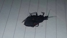 Bọ xít hút máu người được phát hiện ở phường Tân Quy, quận 7, TP.HCM.