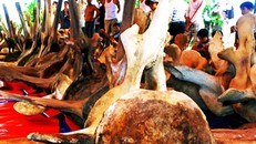 Bộ xương cá voi khổng lồ ở Lăng Tân (huyện đảo Lý Sơn). 