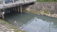 Cá chết nổi dọc con kênh. 