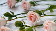 Hoa hồng sứ - quà tặng độc đáo cho dịp 8/3