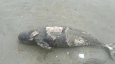 Cá heo chết có dấu hiệu bị sức ép do ngư dân đánh mìn khai thác thuỷ sản trái phép trên biển.