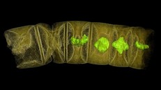 Ảnh chụp tia X hóa thạch giống tảo đỏ. Ảnh: Reuters.