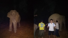 Người dân Nghệ An trêu đùa voi rừng trong đêm