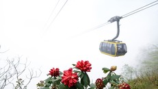 Chơi gì ở Lễ hội hoa đỗ quyên tại Fansipan Legend?