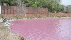 Nước trong hồ chuyển màu tím. 