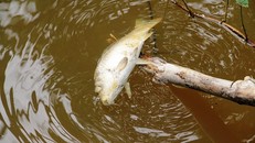 Nguyên nhân cá chết được xác định là do nhiễm vi khuẩn Aeromonas sobria. 