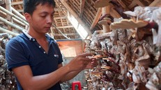 Hoàng Văn Nguyên bên trang trại nấm linh chi đỏ của mình.