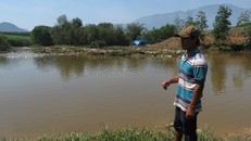 Vịt nuôi bị nhiễm cúm A/H5N6. 