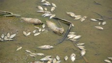 Cá chết bóc mùi hôi thối. 