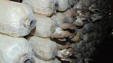 Mỗi tai nấm có trọng lượng từ 40 - 80 gram. 