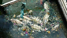 Sau vài cơn mưa trái mùa đầu tháng 4, cá lại chết hàng loạt trên kênh Nhiêu Lộc - Thị Nghè. 