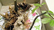 Củ sâm nặng hơn 7 lạng, có 4 nhánh, dài khoảng 30 cm. 