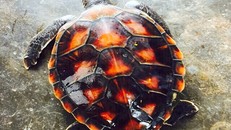 Con vích quý hiếm nặng hơn 4 kg vừa được thả về biển. 