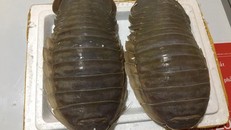 Bọ biển khổng lồ 4 triệu/con: Món nhậu lạ của dân Hà thành