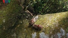 Ve lạ đeo bám thân cây ăn quả.