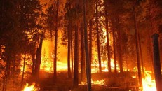 Rừng phòng hộ ở Sóc Sơn cháy suốt 8 giờ