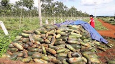 Hàng tấn bí xanh chất đống bị bỏ thối.