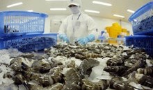 Tôm Việt Nam được nhập khẩu trở lại thị trường Úc