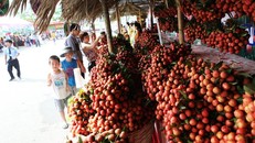 Vải thiều Bắc Giang được tiêu thụ mạnh nhờ chất lượng vượt trội