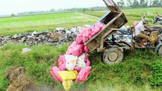 Chính quyền tiêu huỷ gia cầm mắc bệnh.