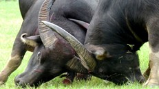 Trước sự việc trâu chọi số 18 húc chết chủ trên sới chọi, Lễ hội chọi trâu Đồ Sơn đã bị dừng.